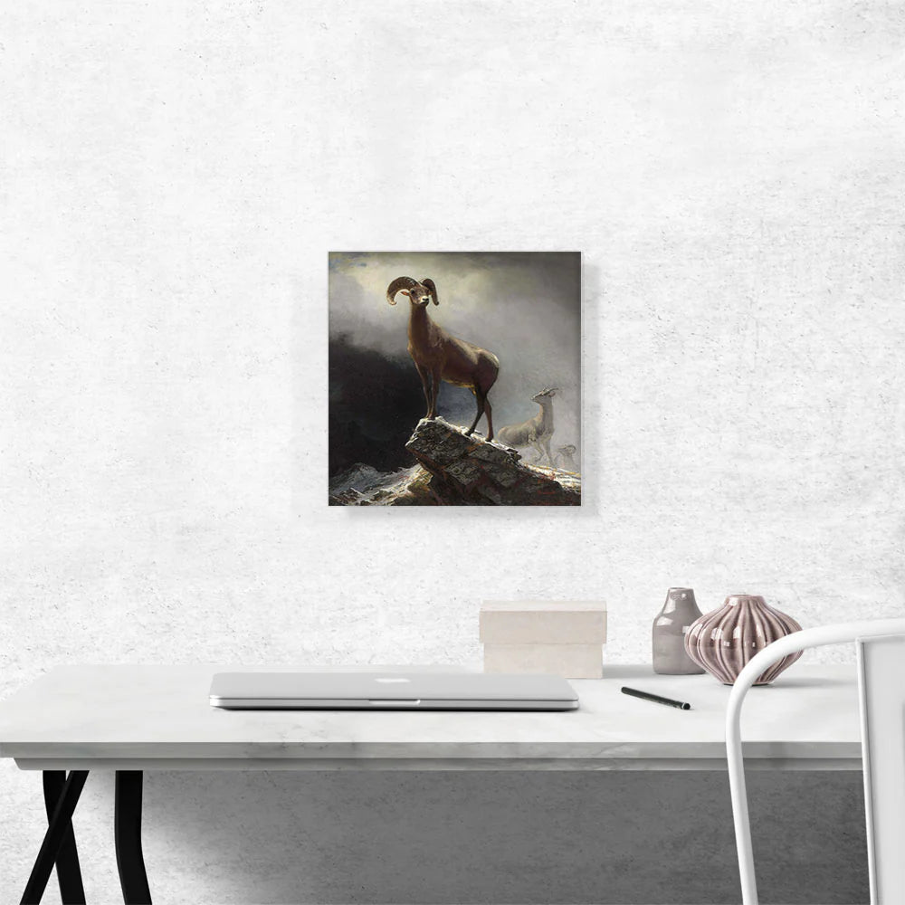 Rocky Mountain Big Horn Sheep 1884