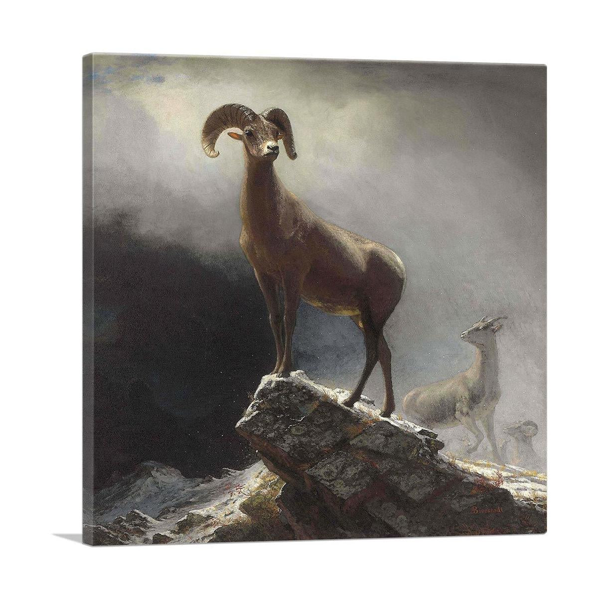 Rocky Mountain Big Horn Sheep 1884
