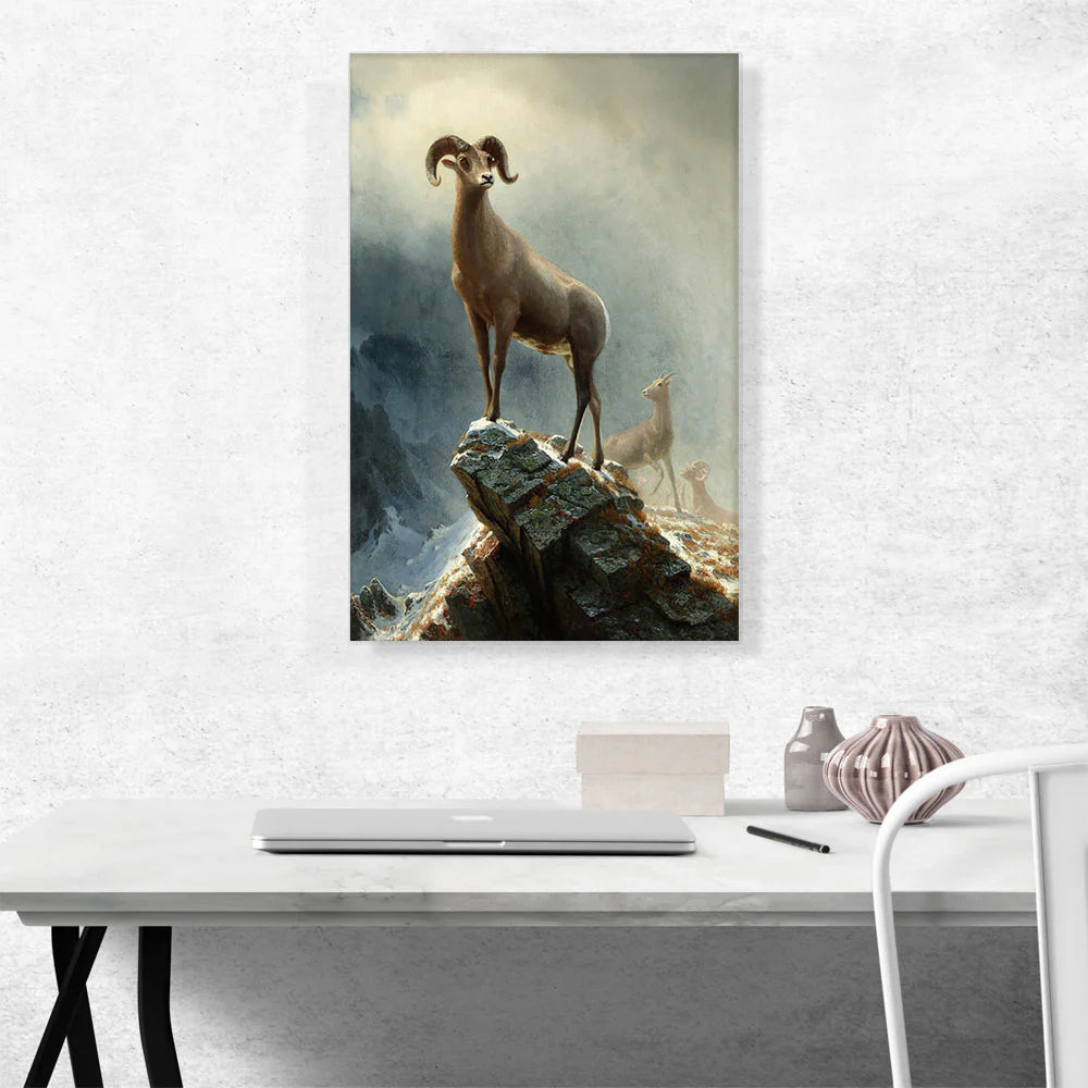 Rocky Mountain Big Horn Sheep 1882