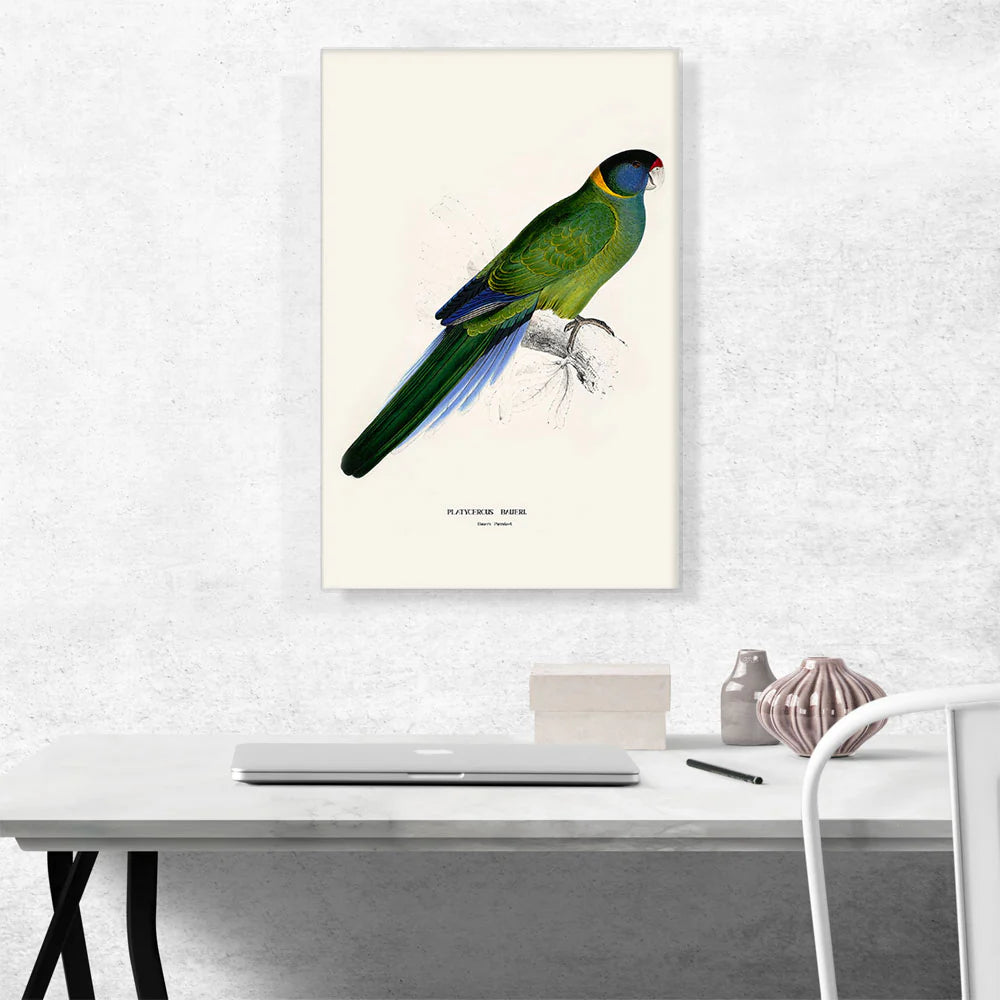 Bauer'S Parakeet 1832