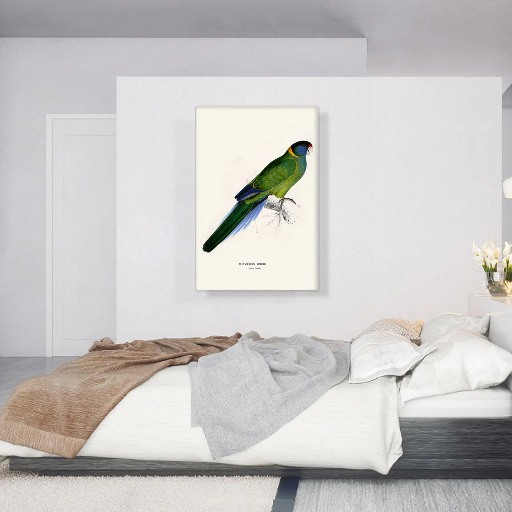 Bauer'S Parakeet 1832