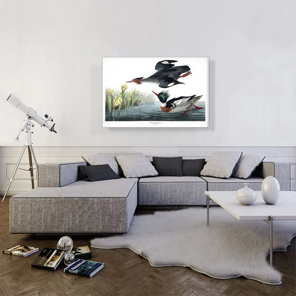 Red Breasted Merganser