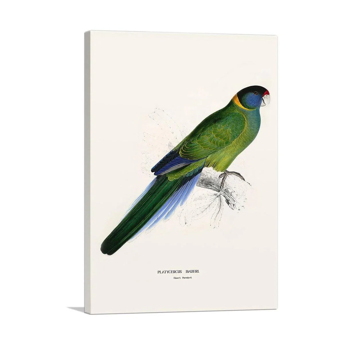 Bauer'S Parakeet 1832