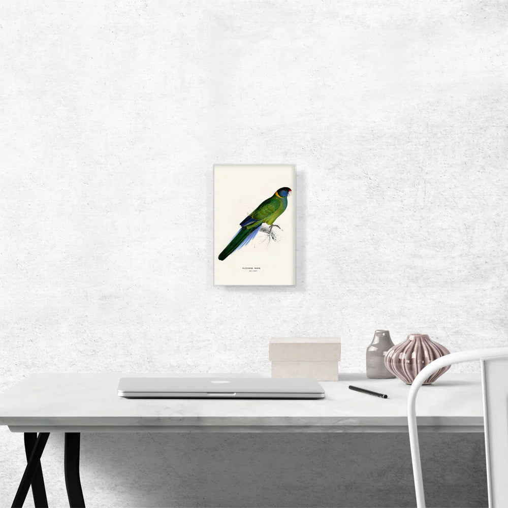 Bauer'S Parakeet 1832