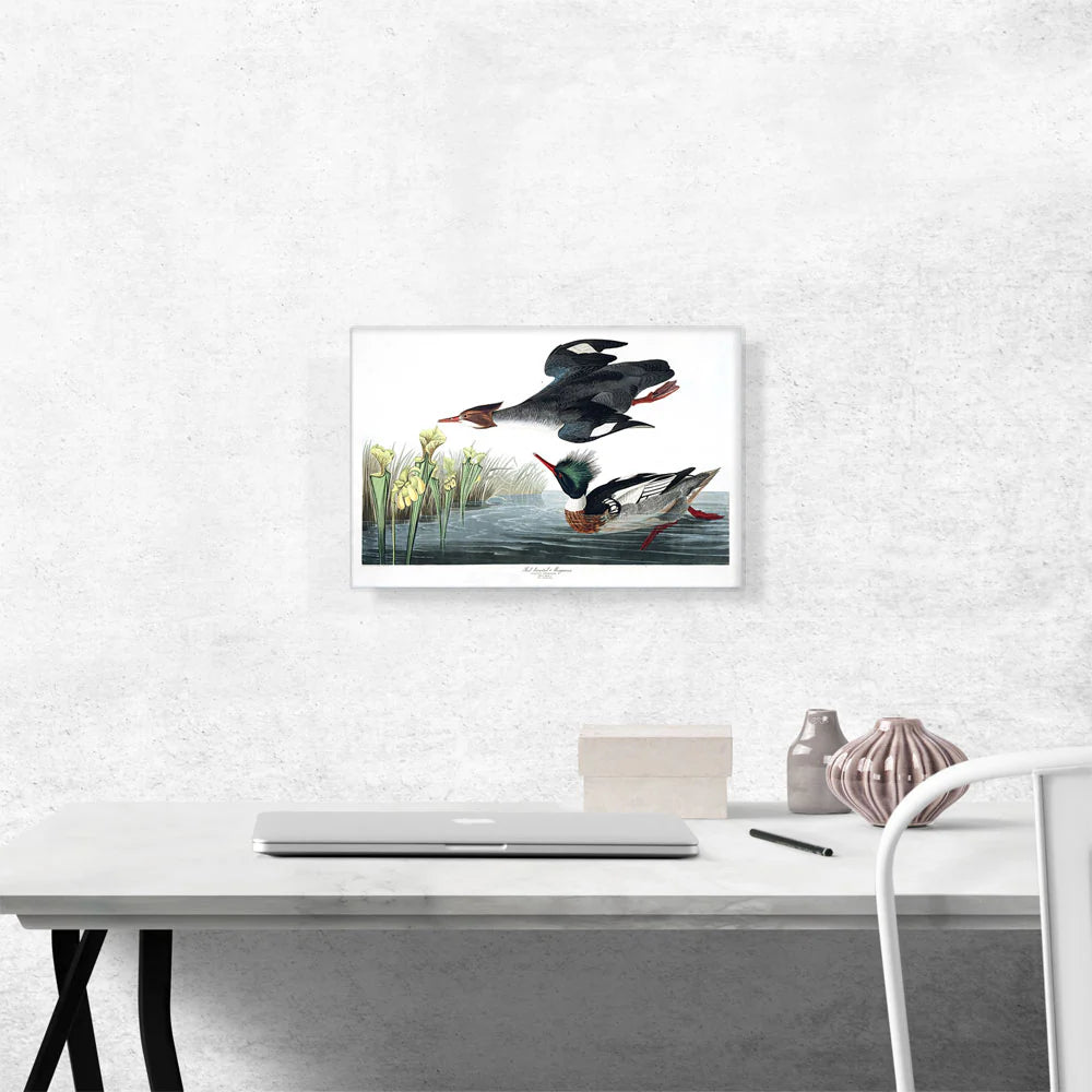 Red Breasted Merganser