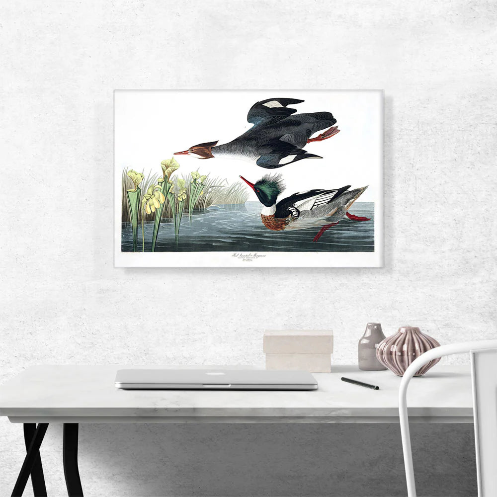 Red Breasted Merganser