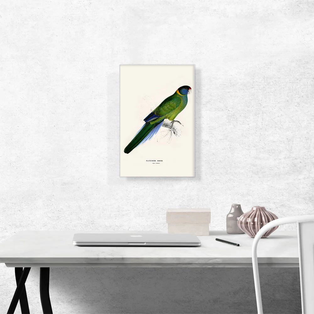 Bauer'S Parakeet 1832