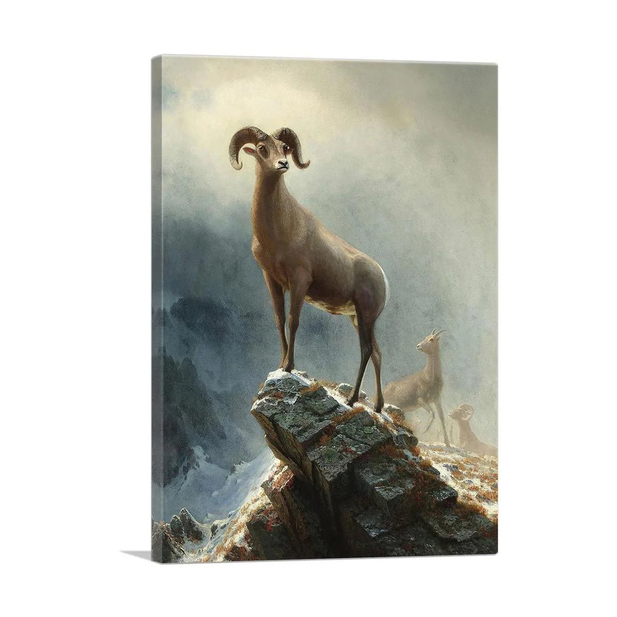 Rocky Mountain Big Horn Sheep 1882