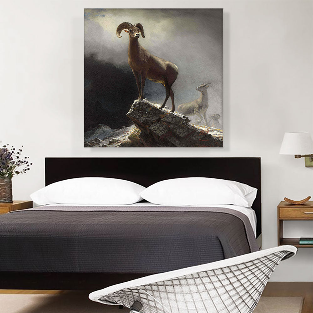 Rocky Mountain Big Horn Sheep 1884